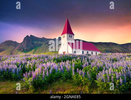 Kleine Kirche umgeben von blühenden Lupinenblumen im Dorf Vik. Dramatischer Sommeraufgang in Island, Europa. Künstlerischer Stil nachbearbeitet ph Stockfoto