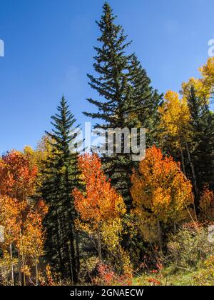 Hohe Douglas-Tannen, Pseudotsuga, menziesii, in einem Espenhain mit gelbem und dem seltenen rot gefärbten Herbstlaub im Dixie National Forest, Utah, USA Stockfoto