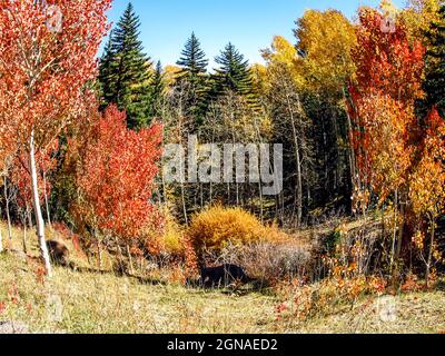 Eine Wiese mit quakenden Aspen, Populus tremuloides mit ihrem Herbstlaub und Douglas Firs, Pseudotsuga menziesii, im Dixie National Forest, Utah Stockfoto