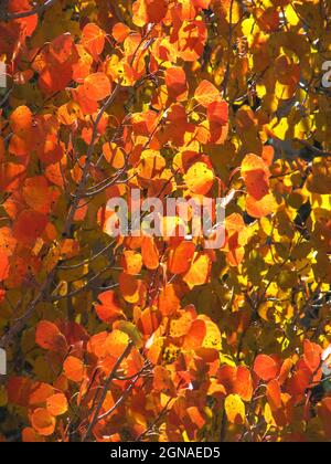 Beleuchtetes, quakendes Aspen, Populus tremuloides, Blätter in den seltenen goldroten Herbstfarben im Dixie National Forest, Utah, USA. Die verschiedenen Bäume in Stockfoto