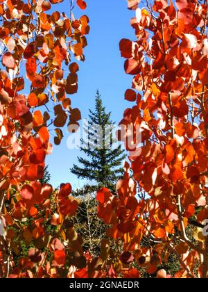 Eine einzelne große Douglas-Fir, Pseudotsuga menziesii, eingerahmt von den rötlich gefärbten Herbstblättern quavering Aspen im Dixie National Forest, Utah, U Stockfoto