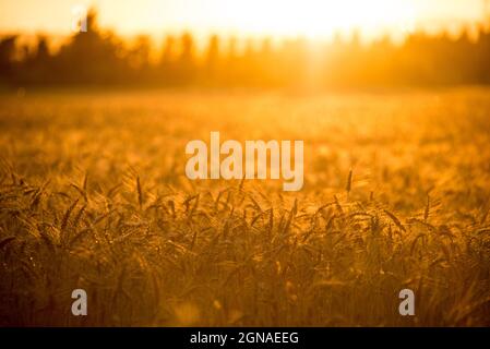 Goldenes Licht: Ein Weizenfeld in der untergehenden Sonne eines südfranzösischen Abends Stockfoto