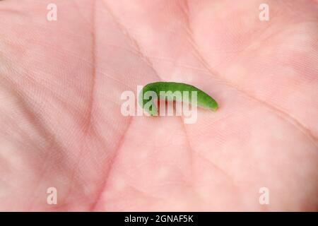 Caterpillar von Pieris rapae genannt Weißkohl, Kohlschmetterling oder klein weiß auf der Handfläche. Stockfoto