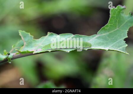 Caterpillar von Pieris rapae genannt Weißkohl, Kohlschmetterling oder klein weiß auf der Handfläche. Stockfoto