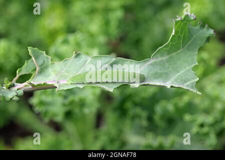 Caterpillar von Pieris rapae genannt Weißkohl, Kohlschmetterling oder klein weiß auf der Handfläche. Stockfoto