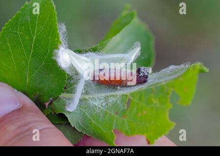 Puppe des Lakaienmotten (Malacosoma neustria). Raupen können erhebliche Schäden an Apfel, Pflaume und anderen Obstgärten verursachen. Stockfoto