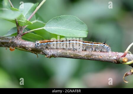 Der Lakai (Malacosoma neustria). Raupen können erhebliche Schäden an Apfel, Pflaume und anderen Obstgärten verursachen. Stockfoto