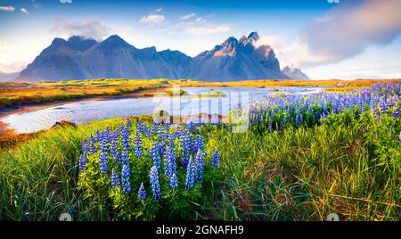 Blühende Lupinenblüten auf der Stokksnes-Landzunge. Buntes Sommerpanorama der südöstlichen isländischen Küste mit Vestrahorn (Batman Mountain). Eis Stockfoto