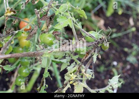 Die Krankheiten der Tomate - die späte Schlage oder die Kartoffelfäule (sie greift die Kartoffeln auch an). Tomatenanfall Phytophthora (Phytophthora Infestans) In Gemüsegarten Stockfoto