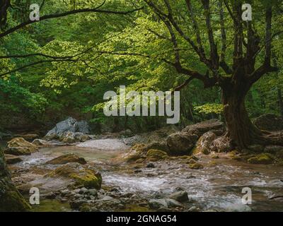 Kleiner Fluss tief in den grünen Wäldern. Wunderbare Frühlingsszenerie der Berglandschaft. Klares Wasser zwischen Wald und felsigen Ufer. Holzzaun an Stockfoto