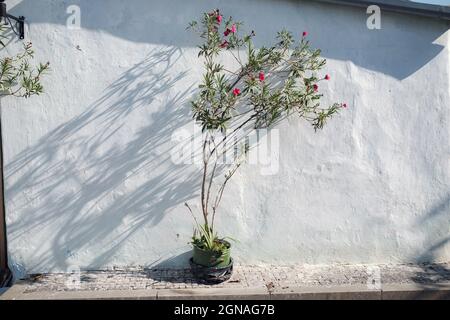 Schatten von den Bäumen, die auf den Zaun fallen, Naturhintergrund. Blumentopf mit Blumenpflanze, die an der Wand hängt und an einem hellen Tag lange Schatten wirft Stockfoto