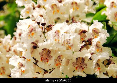 Nahaufnahme von Catalpa bignonioides Blüten. Blühender Indianerbohnenbaum. Blüte der Zigarre Stockfoto