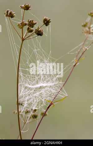 Spinnennetz auf getrocknetem Fenchel Stockfoto