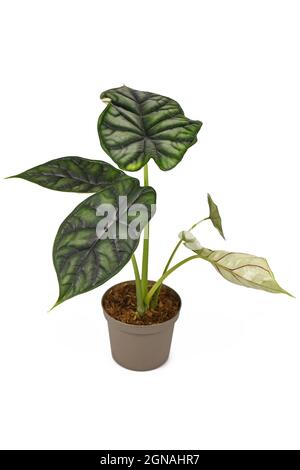 Topische 'Alocasia Baginda Dragon Scale'-Zimmerpflanze in Blumentopf isoliert auf weißem Hintergrund Stockfoto