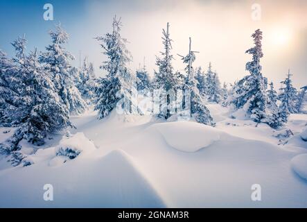 Sonnige Morgenszene im Bergwald nach starkem Schneefall. Nebliger Winteraufgang im verschneiten Wald, Happy New Year Celebration Konzept. Künstlerisch Stockfoto