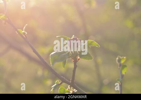 Ein blühender Apfelbaum Ast im Morgennebel. Sonnenlicht wärmend zarte, halbgeöffnete Blütenknospen auf einem dünnen Ast. Stockfoto