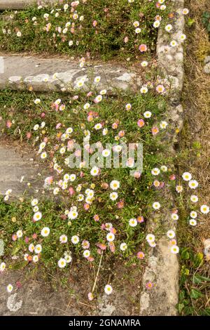 Mexikanischer Fleaban (erigeron karvinskianus), der über Steinstufen wächst, England, Großbritannien Stockfoto