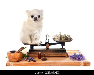 chihuahua auf einem Roberval-Gleichgewicht vor weißem Hintergrund Stockfoto