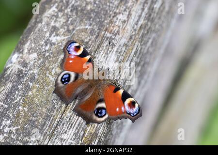 Europäischer Pfau (Inachis io) How Hill Norfolk GB UK August 2021 Stockfoto