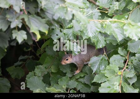 Grauhörnchen (Sciurus carolinensis) sucht nach Haselnüssen Norwich GB UK August 2021 Stockfoto