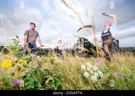 Eine wilde Blumenwiese in Gloucestershire, Großbritannien Stockfoto