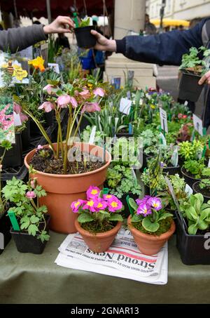 Die lokale Zeitung „Stroud News & Journal“ auf einem Blumenstand auf dem Stroud Farmers Market, Gloucestershire, Großbritannien Stockfoto