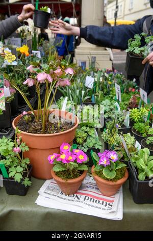 Die lokale Zeitung „Stroud News & Journal“ auf einem Blumenstand auf dem Stroud Farmers Market, Gloucestershire, Großbritannien Stockfoto