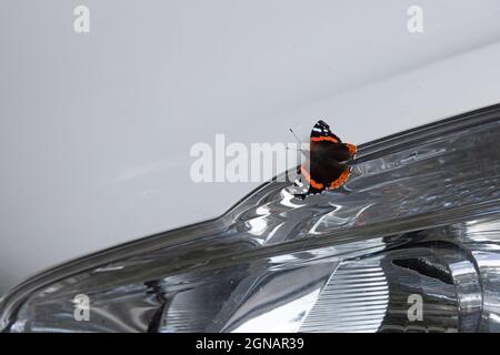 Red Admiral (Vanessa atalanta) How Hill Norfolk GB UK August 2021 Stockfoto