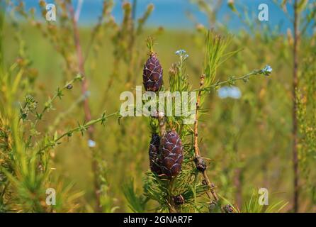 Lärche mit Zapfen am Baikalsee in Sibirien, Russland und Zweig mit grünem Hintergrund. Nahaufnahme der sich öffnenden Knospe der europäischen Lärche. Stockfoto