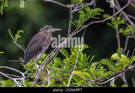 Nahaufnahme eines kleinen Reihern, der auf einem Ast eines Baumes thront Stockfoto