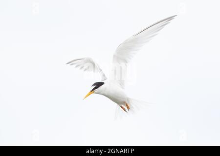 Little Tern (Sterna albifrons) Winterton Norfolk GB Großbritannien, August 2021 Stockfoto