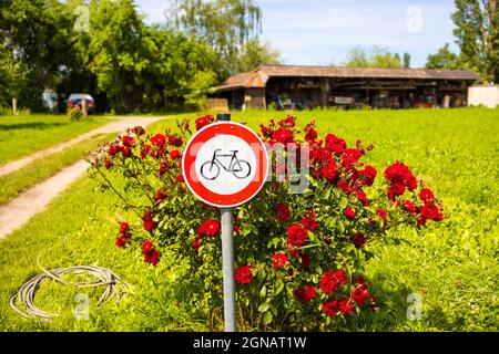 Schild mit Fahrradverbot im Park vor einem Rosenbusch Stockfoto