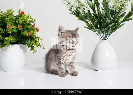 Niedliches graues Kätzchen im Alter von 1 Monat sitzt zwischen den Blüten auf weißem Hintergrund. Interaktion von Katzen und Haustbetrieben Stockfoto