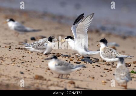 Little Tern (Sterna albifrons) Winterton Norfolk GB Großbritannien, August 2021 Stockfoto