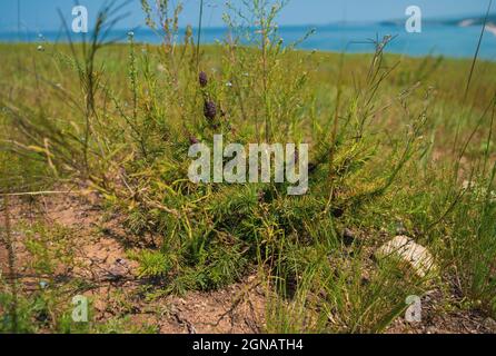 Lärche mit Zapfen am Baikalsee in Sibirien, Russland und Zweig mit grünem Hintergrund. Nahaufnahme der sich öffnenden Knospe der europäischen Lärche. Stockfoto