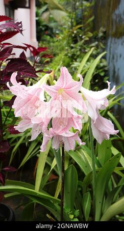 Gruppe von hellrosa Jersey Lilie Pflanzen Blumen blühen an einem hellen Sommermorgen in einem Garten im Hinterhof Stockfoto
