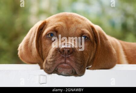 Ein fröhlicher und verspielter 2 Monate alter Dogue De Bordeaux Welpe, beige, mit einem lustigen und schuldigen Stil, Griechenland Stockfoto