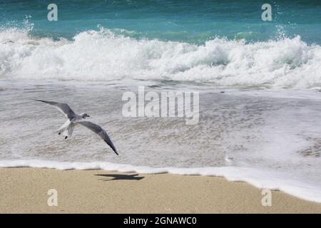 möwe fliegt am Strand eine wunderschöne Aufnahme am Strand von burj al arab in dubai Stockfoto