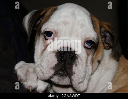 Ein fröhlicher und verspielter 2 Monate alter englischer Bulldog-Welpe, braun und weiß, mit einem lustigen und schuldigen Stil. Griechenland Stockfoto