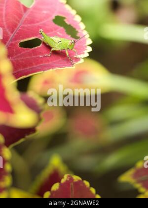 Eine grüne Heuschrecke mit glänzendem schwarzen Punktmuster am ganzen Körper, die an einem sonnigen Morgen auf einem roten und grünen Koleus-Pflanzenblatt in einem Garten steht Stockfoto