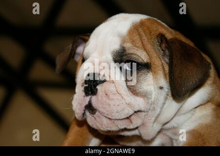 Ein fröhlicher und verspielter 2 Monate alter englischer Bulldog-Welpe, braun und weiß, mit einem lustigen und schuldigen Stil. Griechenland Stockfoto