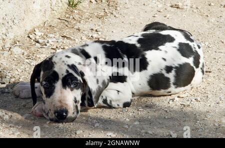 Ein Dogge Harlekin Welpe 2 Monate alt liegt aber auch in Alarmbereitschaft, Griechenland Stockfoto