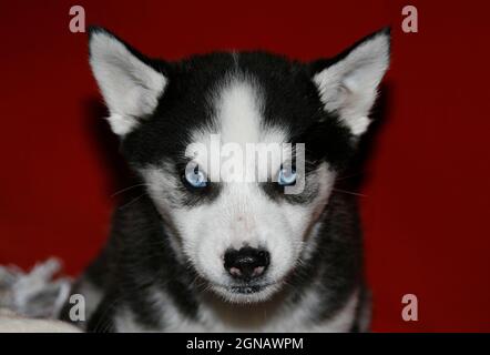 2 Monate alter Welpe, Husky, sibirischer Husky, mit einem teuflischen Look. Blaue Augen. Griechenland Stockfoto