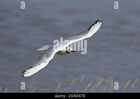 Schwarzkopfmöwe (Chroicocephalus ridibundus) Cley Norfolk GB UK August 2021 Stockfoto