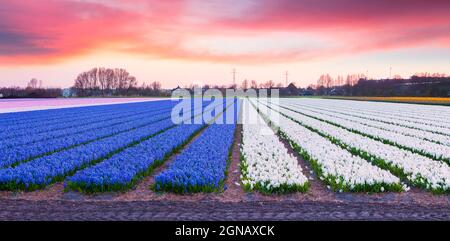 Felder blühender Hyazinthe blühen am Morgen. Farbenfroher Frühlingsaufgang in der Blumenfarm, Lisse Village Lage, Niederlande, Europa. Schönheit o Stockfoto