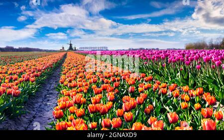 Fantastische Frühlingslandschaft mit Feldern blühender Tulpenblumen mit authentischen Holland Windmühlen im Hintergrund. Bunte Outdoor-Szene in der Nethrla Stockfoto