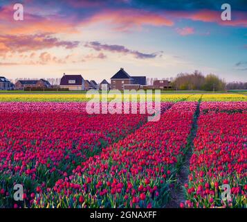 Fantastischer Sonnenaufgang im Frühling mit Feldern blühender Tulpenblüten. Bunte Outdoor-Szene in Nethrlands, Lisse Village Location, Europa. Die Schönheit der Natur Stockfoto