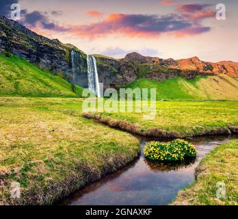 Wunderschöne Aussicht auf den Seljalandfoss Wasserfall am Morgen auf dem Seljalandsa Fluss. Farbenfrohe Sommersonnenaufgänge an der Südküste Islands, Europa. Beitrag zum künstlerischen Stil Stockfoto