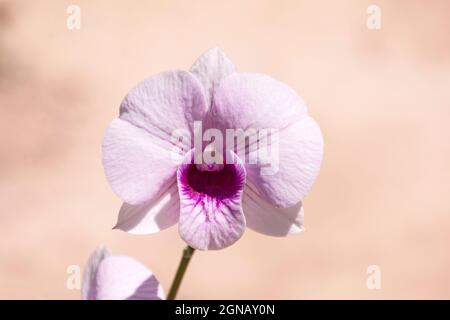 Nahaufnahme einer einzelnen sonnenbeschienenen weißen pals-enopsis-Orchidee mit einem violetten Zentrum und Venenmarkierungen auf einem unscharfen beigen Hintergrund Stockfoto