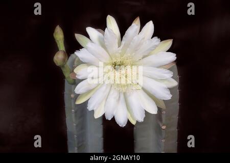 Schillernde weiße Nachtblüte Cereus repandus peruanische Apfelkaktusblüte mit verschwommenen Ästen und Knospen auf schwarzem Hintergrund Stockfoto